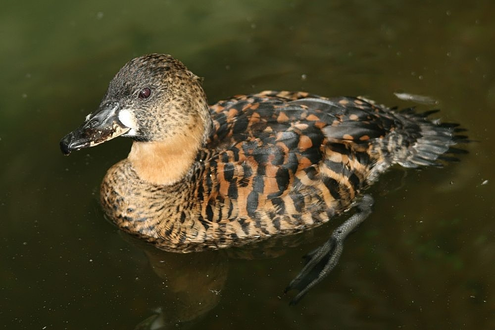 image White-backed Duck